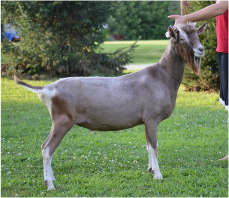 Herdsires - Erickson Farms & Fin-Bar Dairy Goats